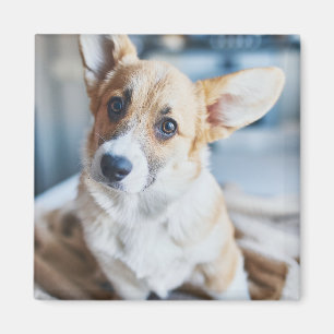 Cutest Baby Animals Corgi Head Tilt Magnet