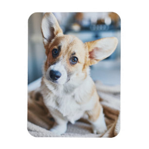Cutest Baby Animals Corgi Head Tilt Magnet