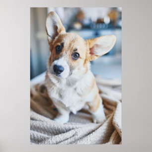Cutest Baby Animals Corgi Head Tilt Poster