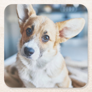 Cutest Baby Animals Corgi Head Tilt Square Paper Coaster
