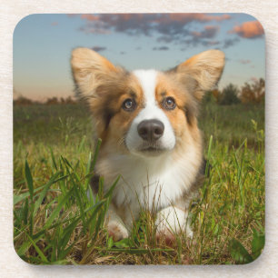 Cutest Baby Animals Corgi in Cloudy Yard Coaster