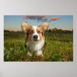 Cutest Baby Animals Corgi in Cloudy Yard Poster