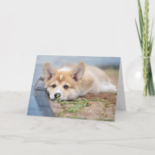 Cutest Baby Animals   Corgi Laying in the Yard Card