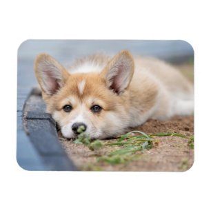 Cutest Baby Animals Corgi Laying in the Yard Magnet