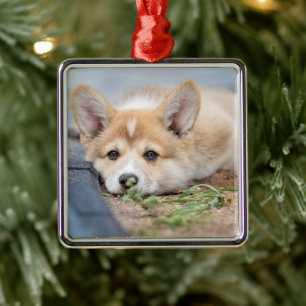 Cutest Baby Animals Corgi Laying in the Yard Metal Tree Decoration