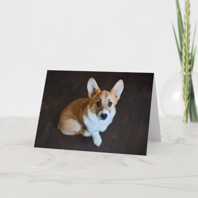Cutest Baby Animals | Corgi Looking Up Card (Front)