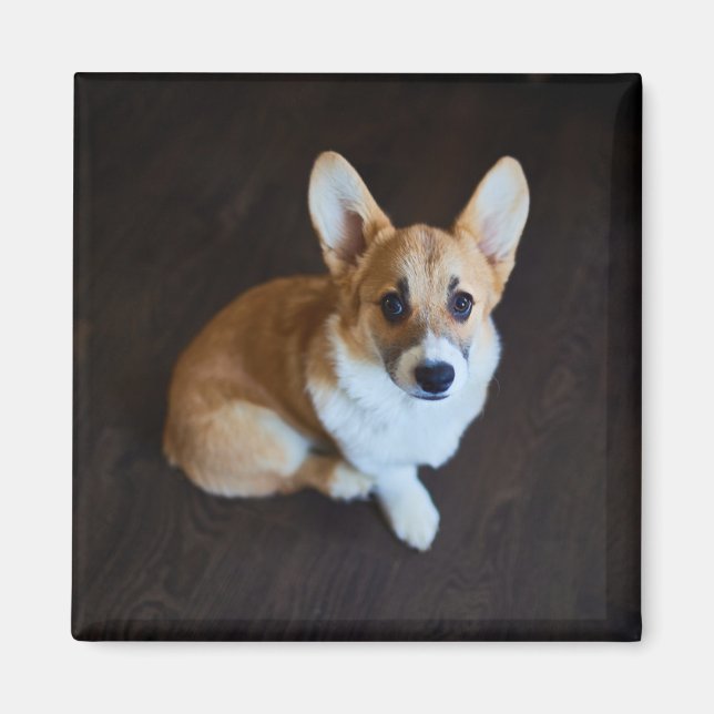 Cutest Baby Animals | Corgi Looking Up Magnet (Front)