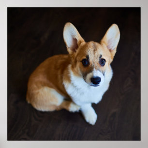 Cutest Baby Animals Corgi Looking Up Poster