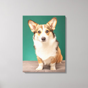 Cutest Baby Animals   Corgi on Teal Canvas Print