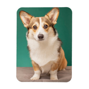 Cutest Baby Animals Corgi on Teal Magnet