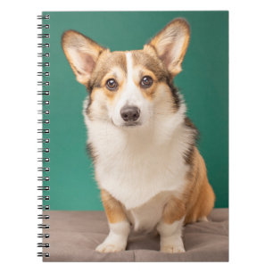 Cutest Baby Animals Corgi on Teal Notebook