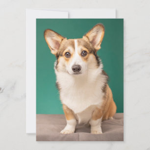 Cutest Baby Animals Corgi on Teal Thank You Card
