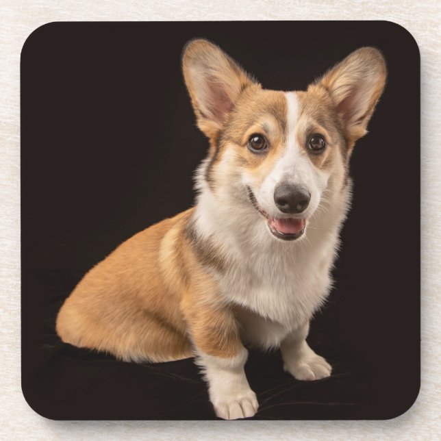 Cutest Baby Animals | Corgi Portrait on Black Coaster (Front)