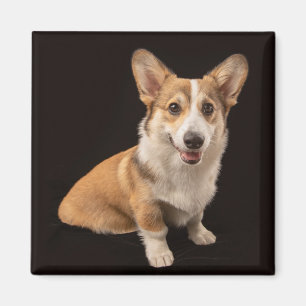 Cutest Baby Animals Corgi Portrait on Black Magnet
