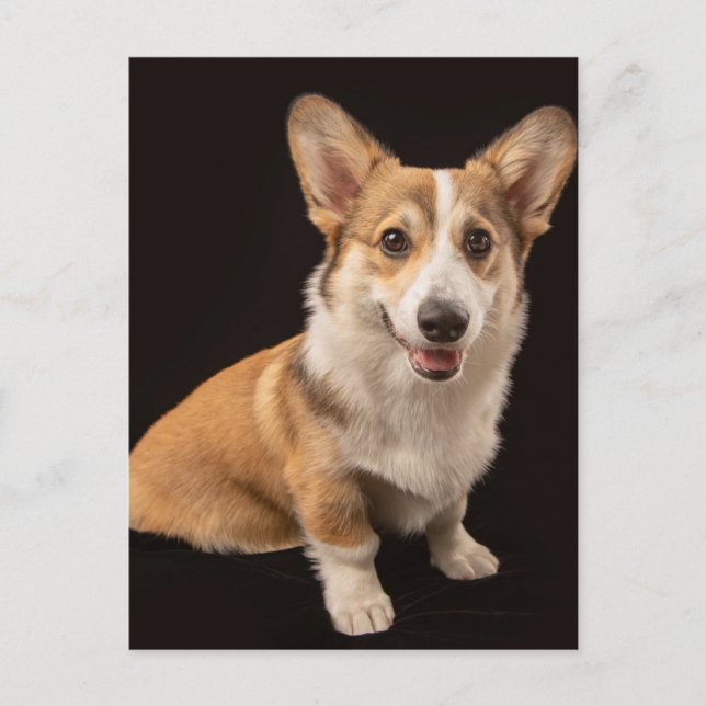 Cutest Baby Animals | Corgi Portrait on Black Postcard (Front)