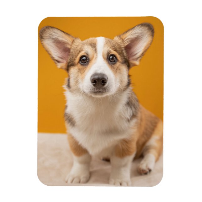 Cutest Baby Animals | Corgi Portrait on Orange Magnet (Vertical)