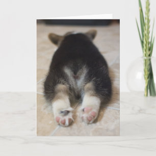 Cutest Baby Animals   Corgi Puppy Behind Card