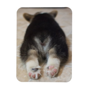 Cutest Baby Animals Corgi Puppy Behind Magnet