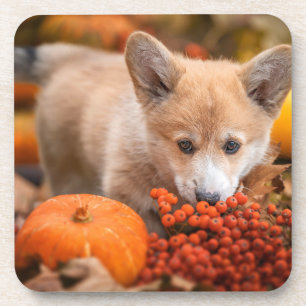 Cutest Baby Animals Corgi Puppy in Autumn Coaster