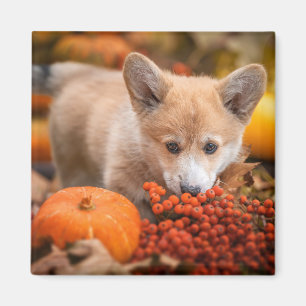 Cutest Baby Animals Corgi Puppy in Autumn Magnet