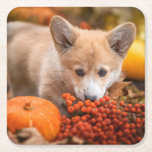 Cutest Baby Animals Corgi Puppy in Autumn Square Paper Coaster