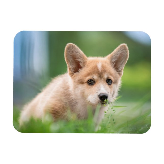 Cutest Baby Animals | Corgi Puppy in the Yard Magnet (Horizontal)