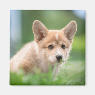 Cutest Baby Animals Corgi Puppy in the Yard Magnet