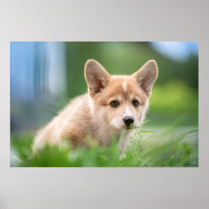 Cutest Baby Animals   Corgi Puppy in the Yard Poster