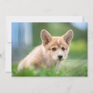 Cutest Baby Animals   Corgi Puppy in the Yard Thank You Card