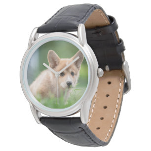 Cutest Baby Animals   Corgi Puppy in the Yard Watch
