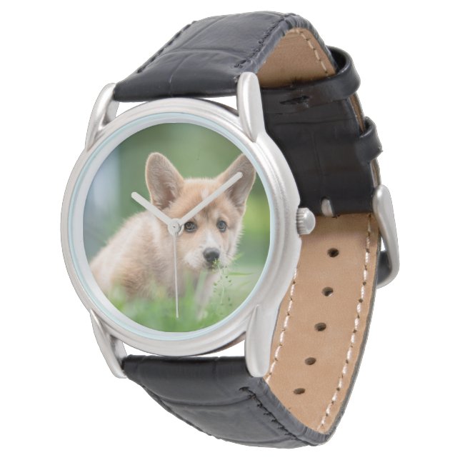 Cutest Baby Animals | Corgi Puppy in the Yard Watch (Angled)