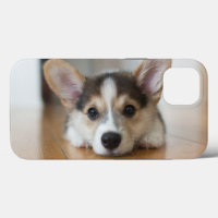 Cutest Baby Animals | Corgi Puppy Looking