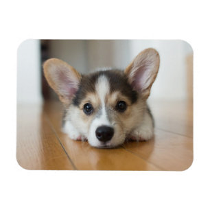 Cutest Baby Animals Corgi Puppy Looking Magnet