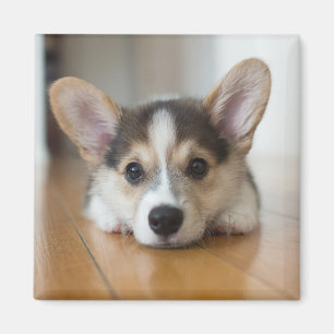 Cutest Baby Animals   Corgi Puppy Looking Magnet