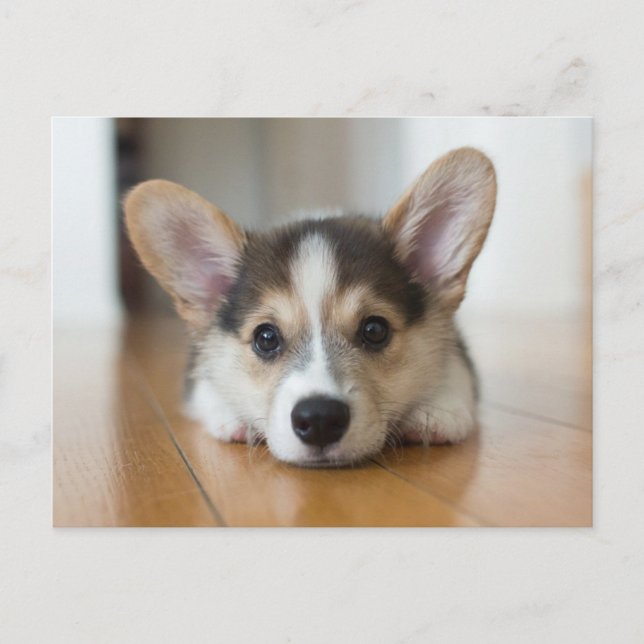 Cutest Baby Animals | Corgi Puppy Looking Postcard (Front)