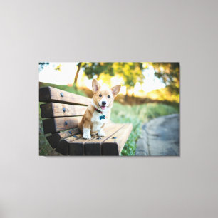 Cutest Baby Animals Corgi Puppy on a Park Bench Canvas Print