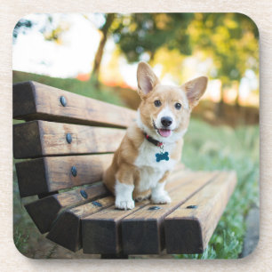 Cutest Baby Animals Corgi Puppy on a Park Bench Coaster