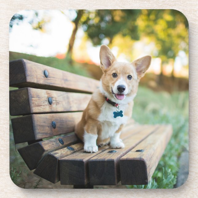 Cutest Baby Animals | Corgi Puppy on a Park Bench Coaster (Front)