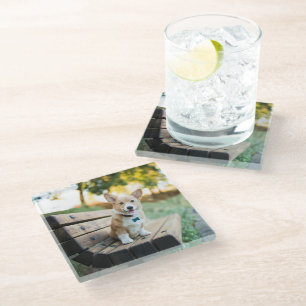 Cutest Baby Animals Corgi Puppy on a Park Bench Glass Coaster