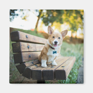 Cutest Baby Animals   Corgi Puppy on a Park Bench Magnet
