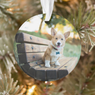 Cutest Baby Animals Corgi Puppy on a Park Bench Ornament