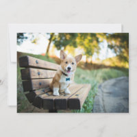 Cutest Baby Animals | Corgi Puppy on a Park Bench