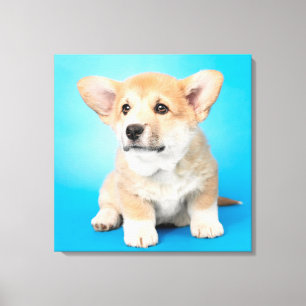Cutest Baby Animals Corgi Puppy on Blue Canvas Print
