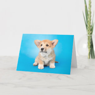 Cutest Baby Animals Corgi Puppy on Blue Card