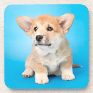 Cutest Baby Animals   Corgi Puppy on Blue Coaster
