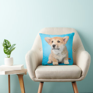 Cutest Baby Animals Corgi Puppy on Blue Cushion