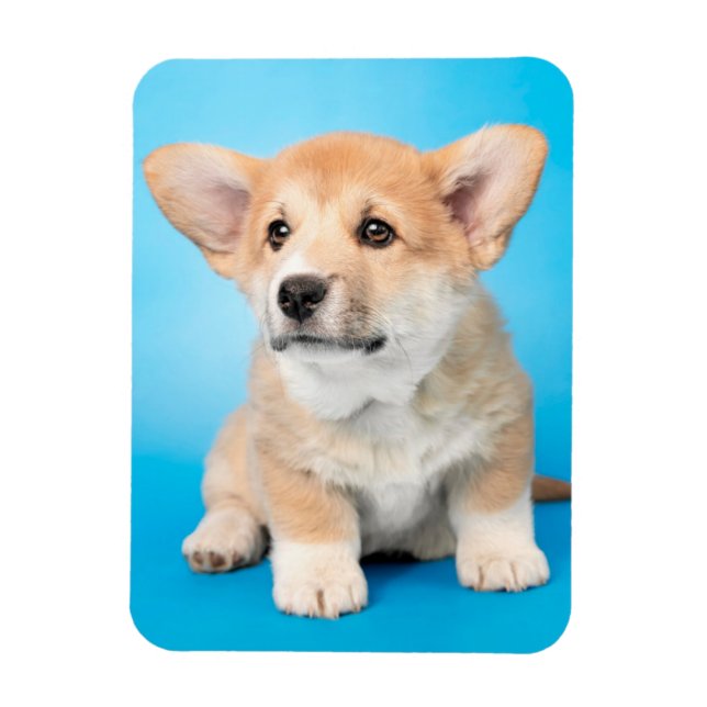 Cutest Baby Animals | Corgi Puppy on Blue Magnet (Vertical)
