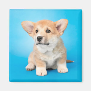 Cutest Baby Animals Corgi Puppy on Blue Magnet