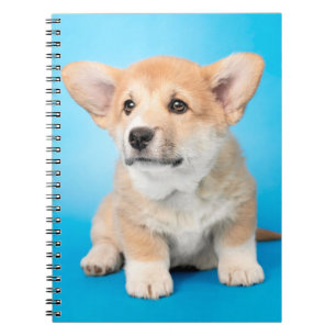 Cutest Baby Animals Corgi Puppy on Blue Notebook