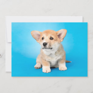Cutest Baby Animals Corgi Puppy on Blue Thank You Card